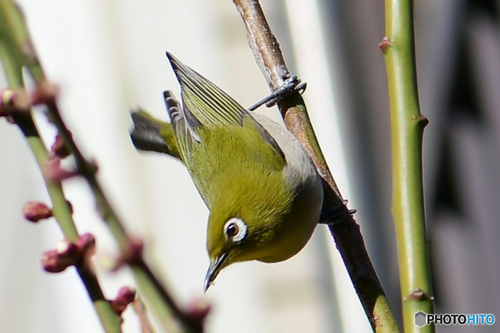 野山の鳥 23-116 メジ君 