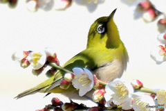 白梅とメジロ 