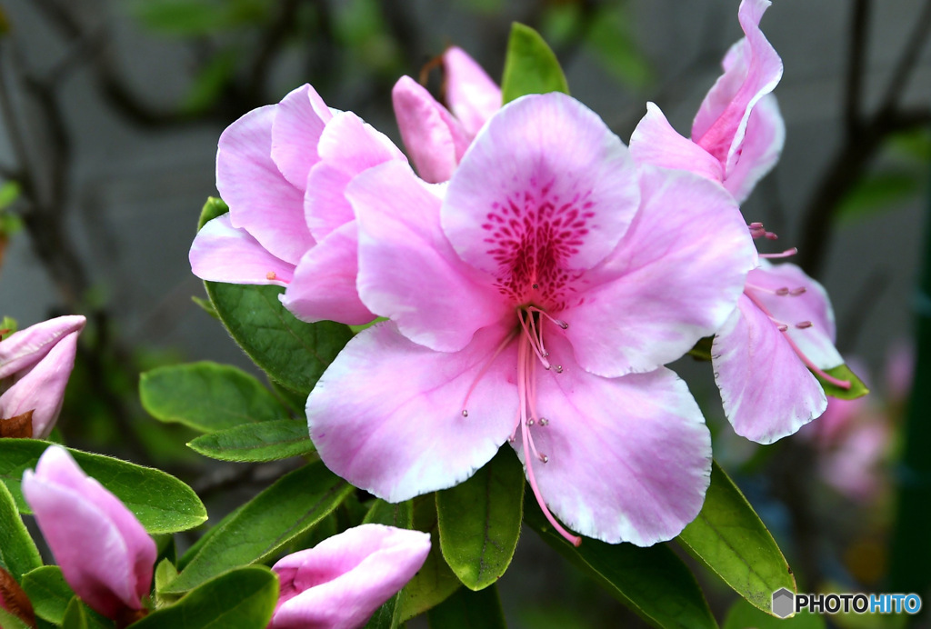 庭に咲き始めたつつじの花