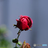 バラの花が一輪咲きました