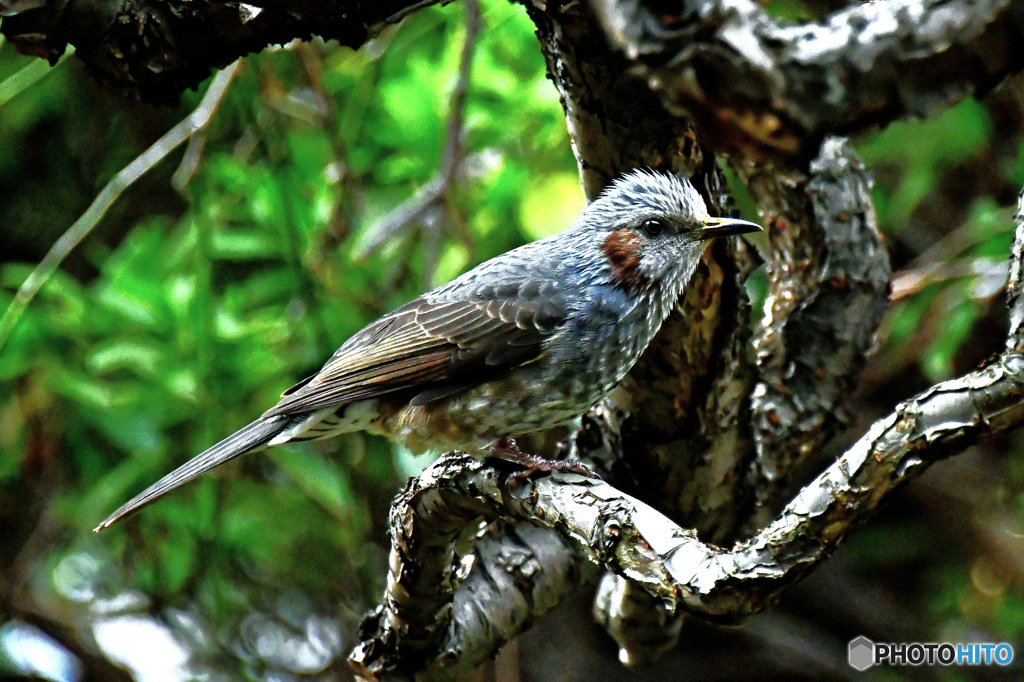 野山の鳥 23-149 ヒヨさん