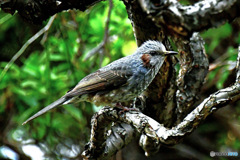 野山の鳥 23-149 ヒヨさん