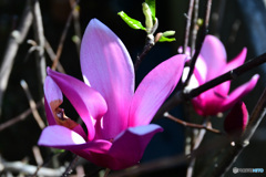 紫木蓮の花が咲きました 22-185 