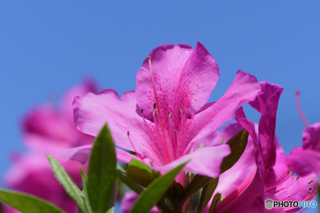 今日はいい天気 青空とつつじの花