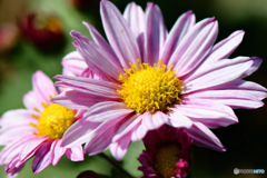 冬に咲いた小菊  