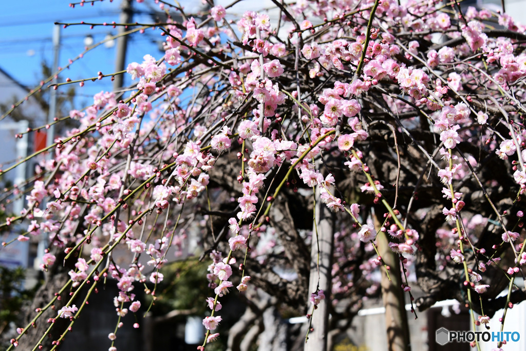 庭に沢山咲いた薄紅色の梅の花 