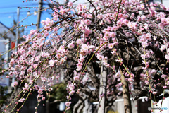 庭に沢山咲いた薄紅色の梅の花 