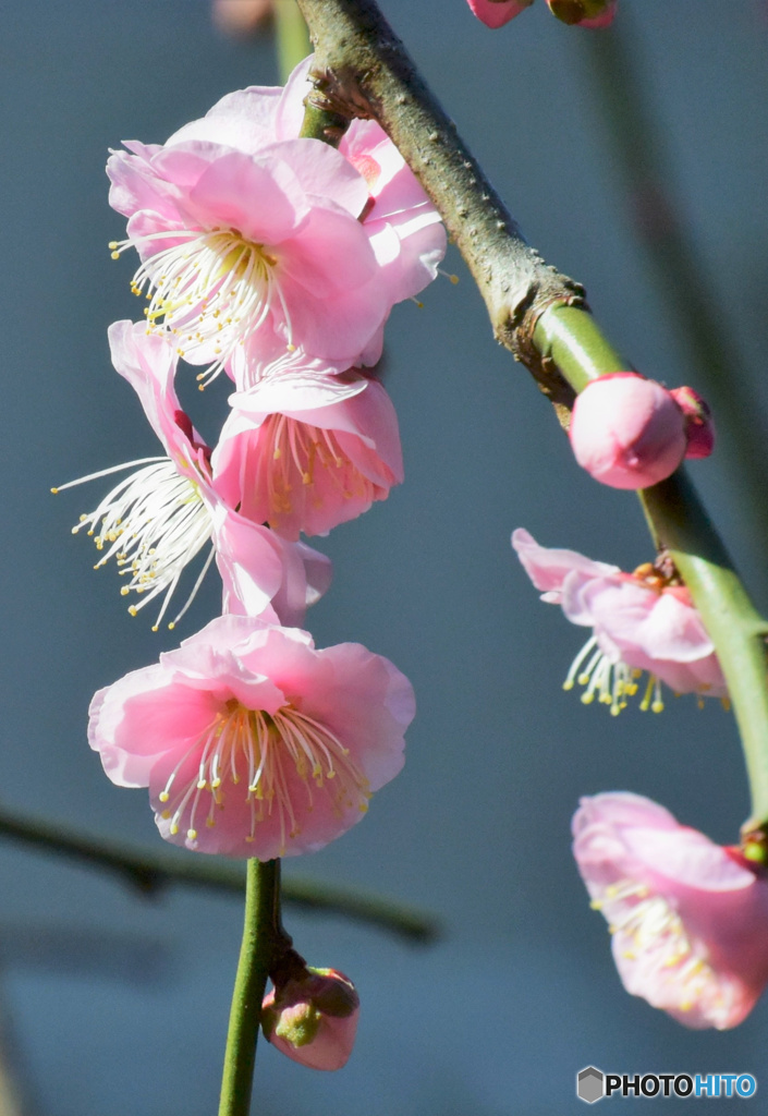 枝垂れ梅の花   21-022 