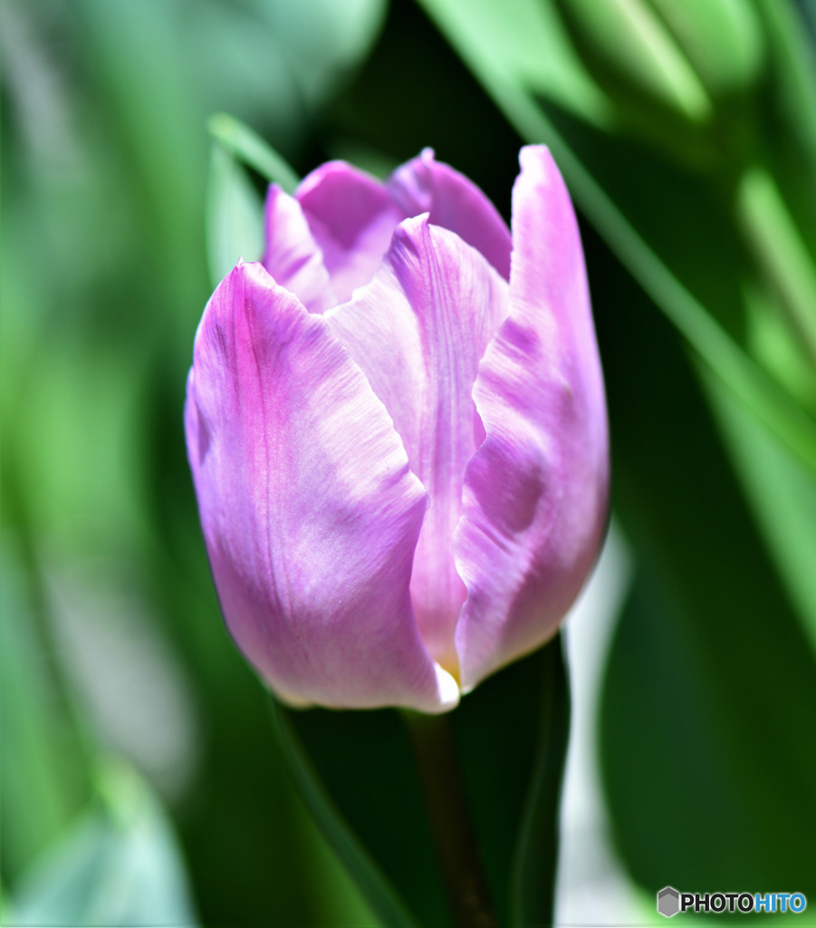 庭に咲いたチューリップの花 22-150