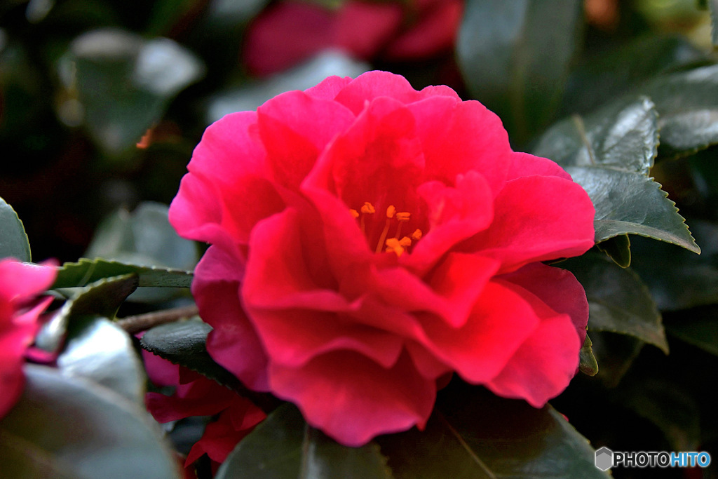 庭に咲いたサザンカの花  
