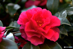 庭に咲いたサザンカの花  