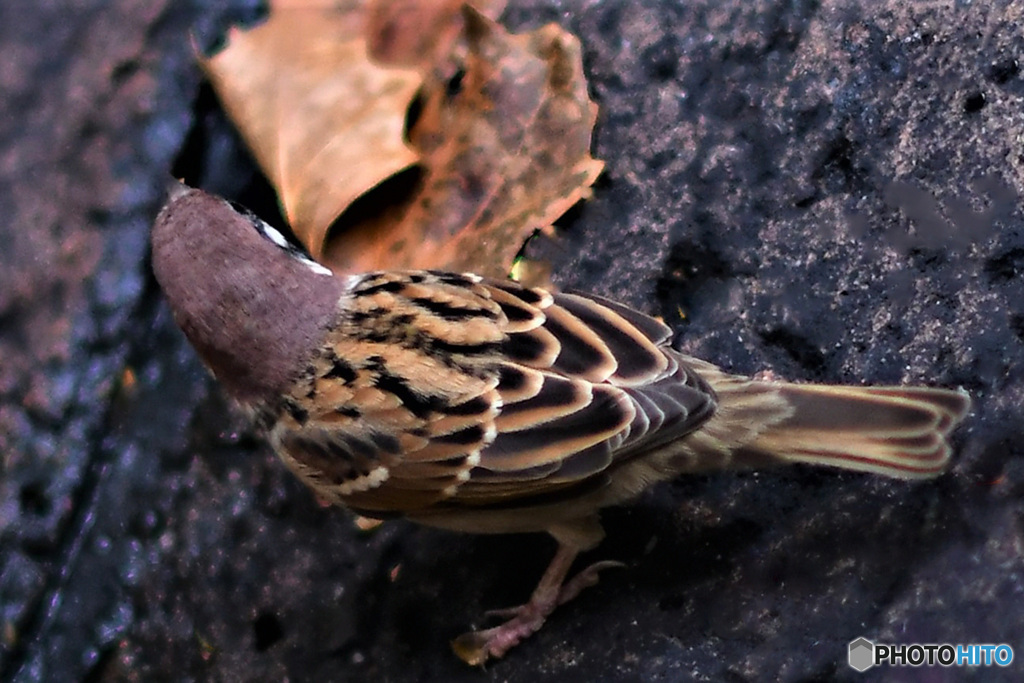 野山の鳥 すずめドンの背中  