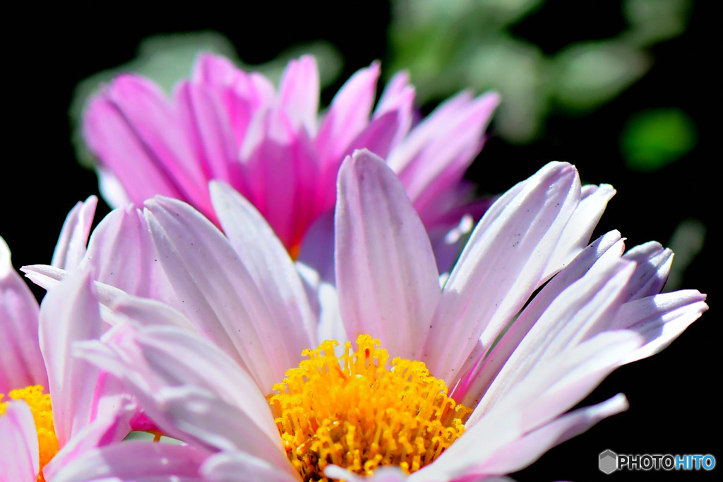 庭に咲いた小菊 