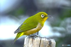  野山の鳥  メジ君 