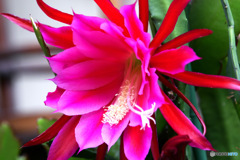 庭に咲いたサボテンの花 