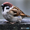 野山の鳥  21-271