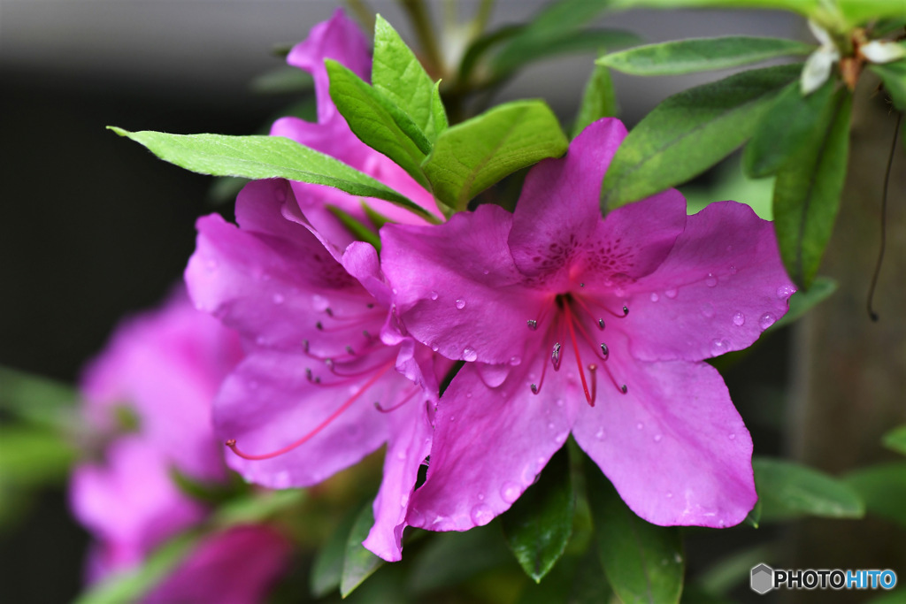 明け方の雨に濡れるつつじの花