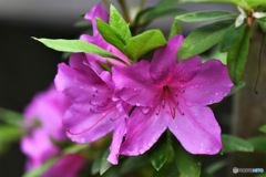 明け方の雨に濡れるつつじの花