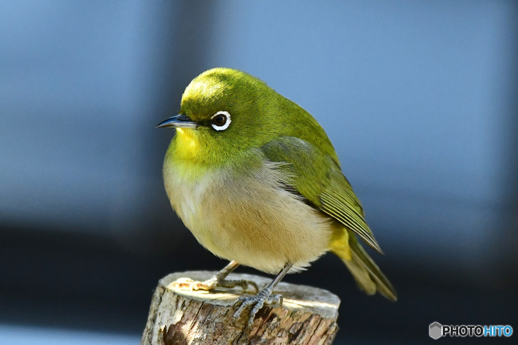 ぷくぷくのメジ君 23-029