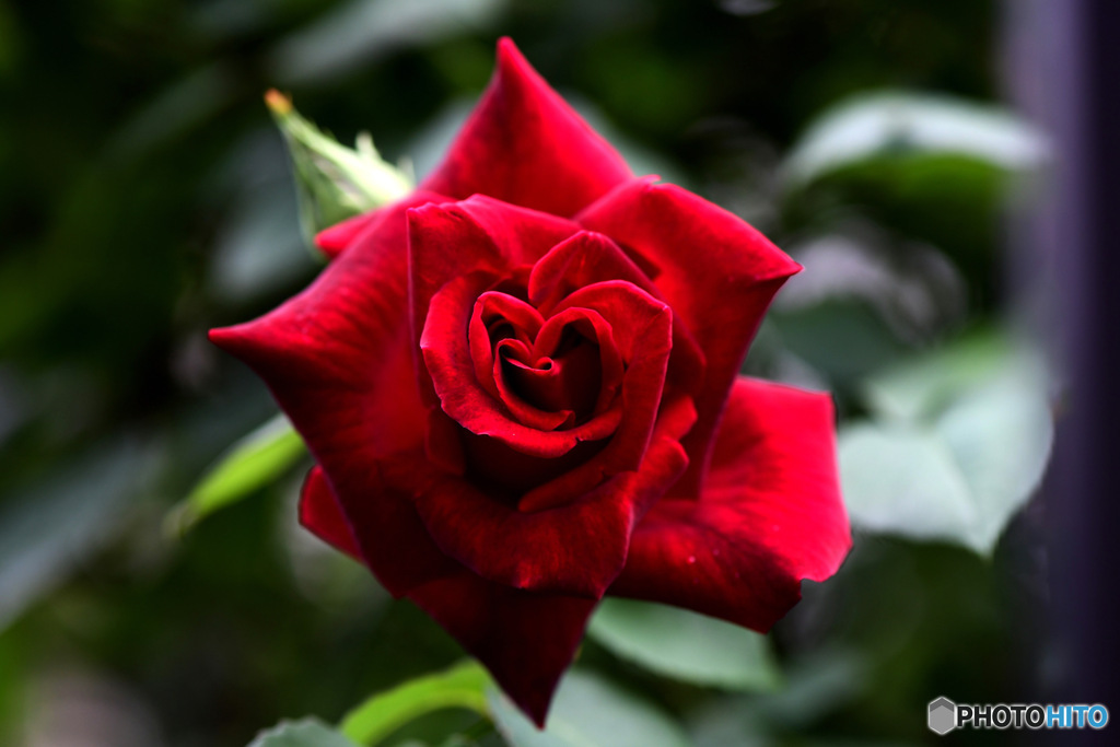 庭に咲いたバラの花