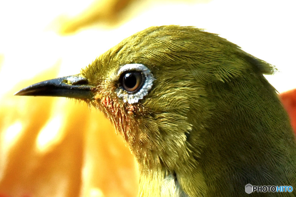 野山の鳥 メジ君のアップ