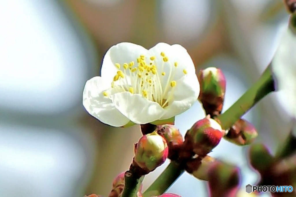 庭に咲いた白梅の花  
