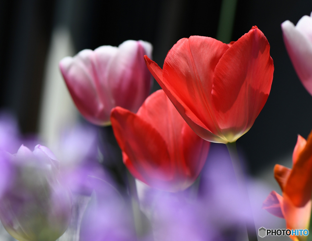 チューリップの花   21-192