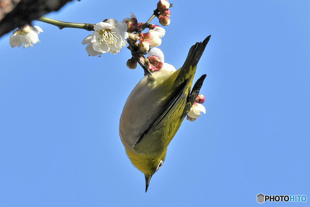 メジ君と梅の花  23-017