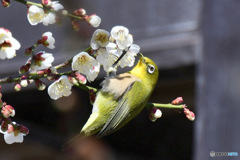 野山の鳥  メジロ   