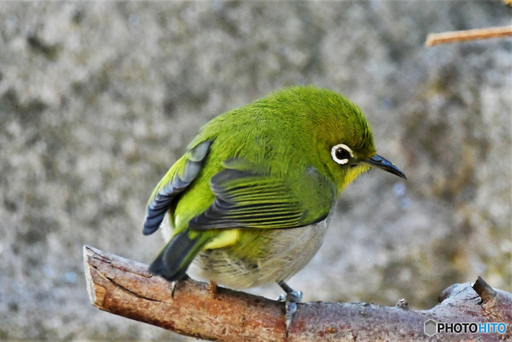振り向くメジ君 23-045