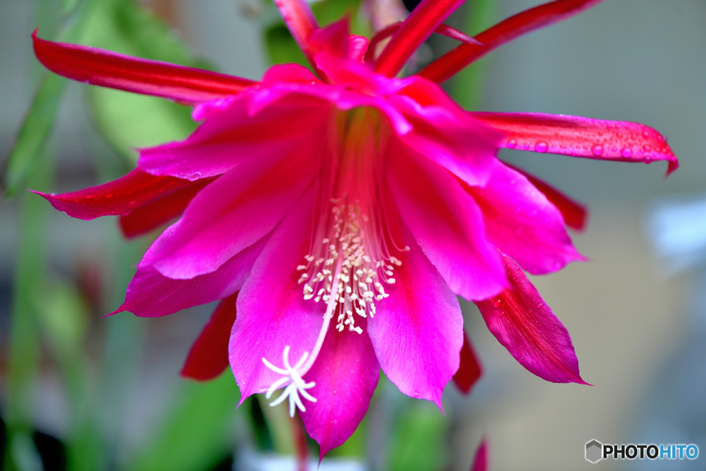 庭に咲いたサボテンの花 