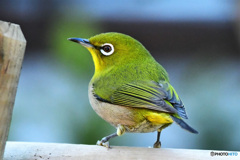 野山の鳥 21-357 メジ君