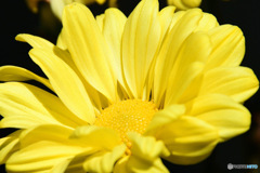 庭に咲いた黄色い菊の花