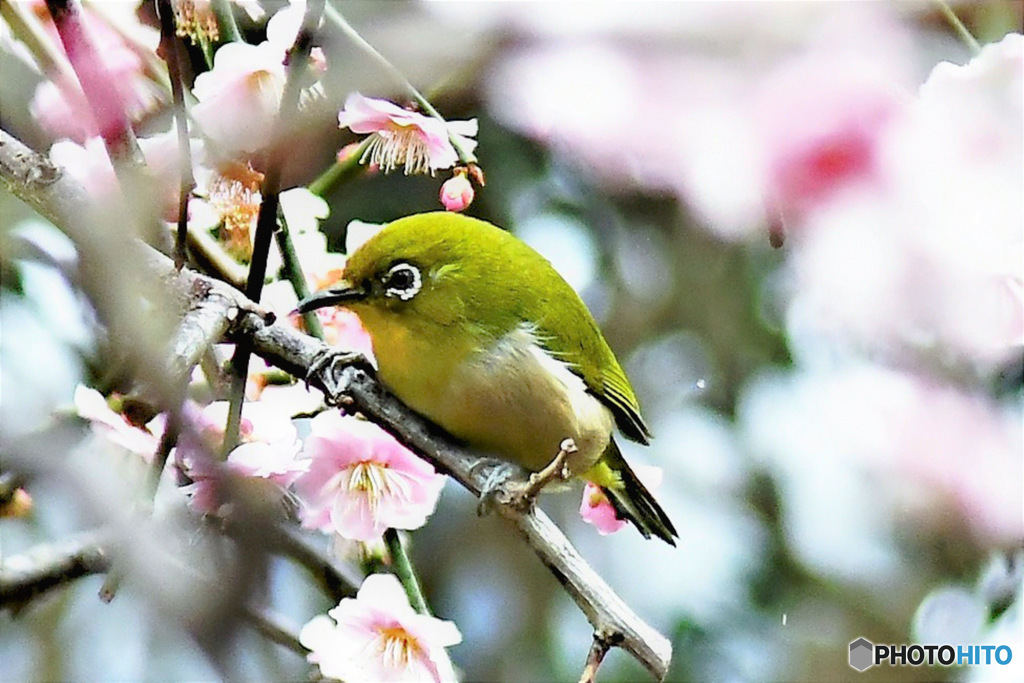 野山の鳥 23-102  梅の花とメジ君