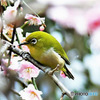 野山の鳥 23-102  梅の花とメジ君