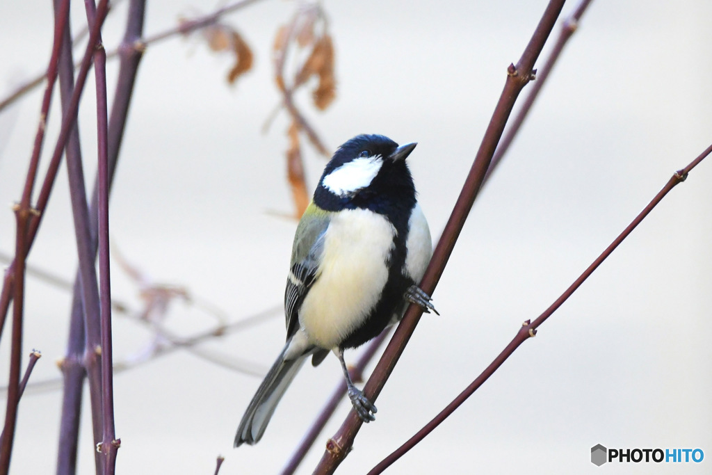 野山の鳥  シジュウカラ
