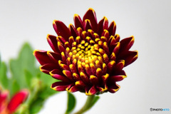 庭に咲いた菊の花  21-645   