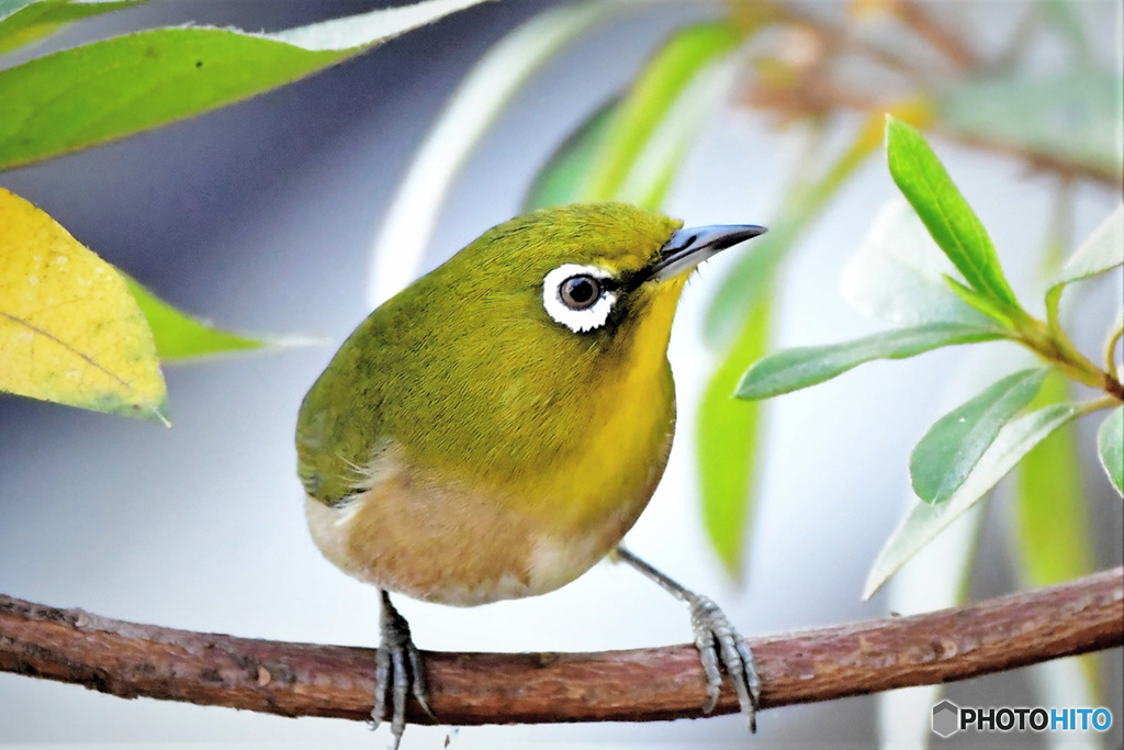 野山の鳥  メジロ  