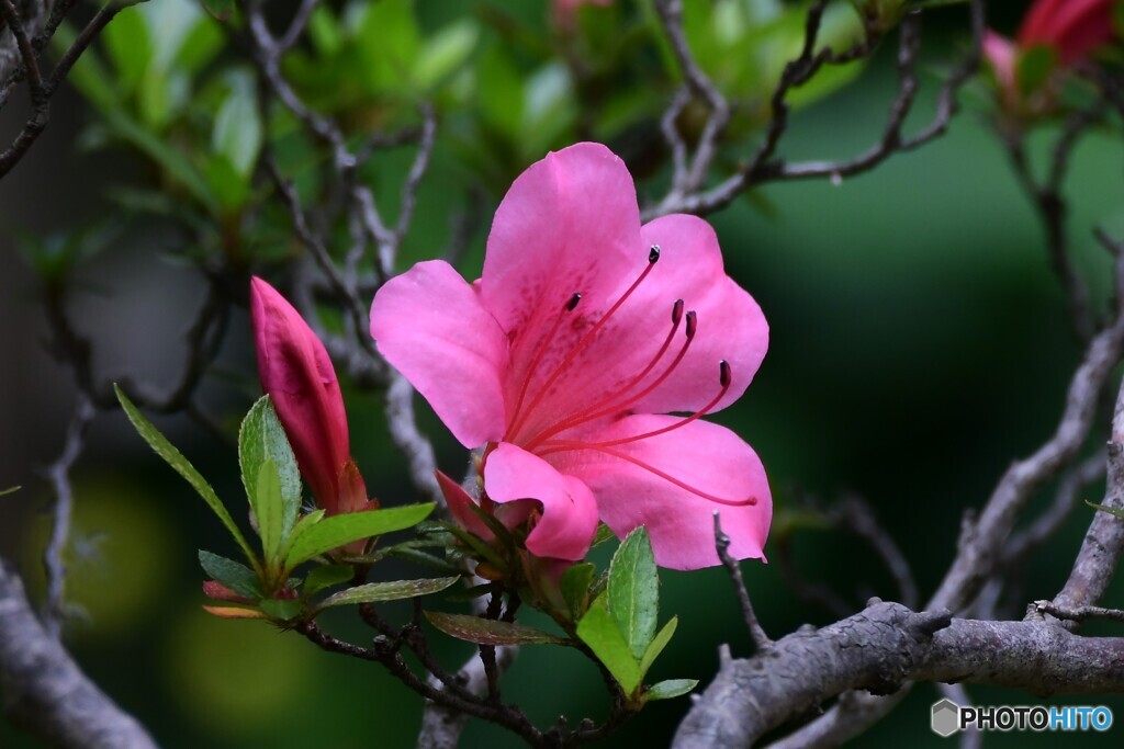  庭に咲いたサツキの花  