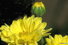 庭に咲いた菊の花  21-606