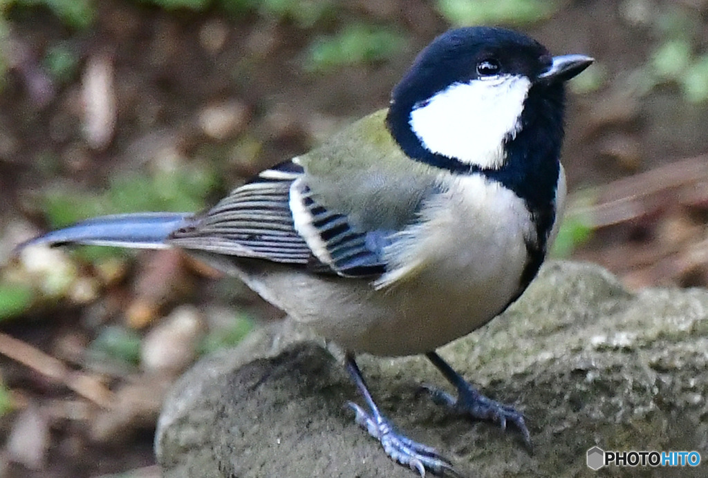シジュウカラ