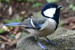 シジュウカラ 