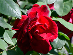 庭に咲いた赤いバラの花 