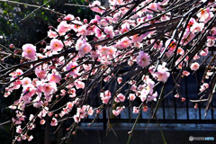 満開に咲いた我が家の枝垂れ紅梅 