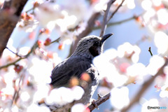 白梅の中から首を出してるヒヨさん