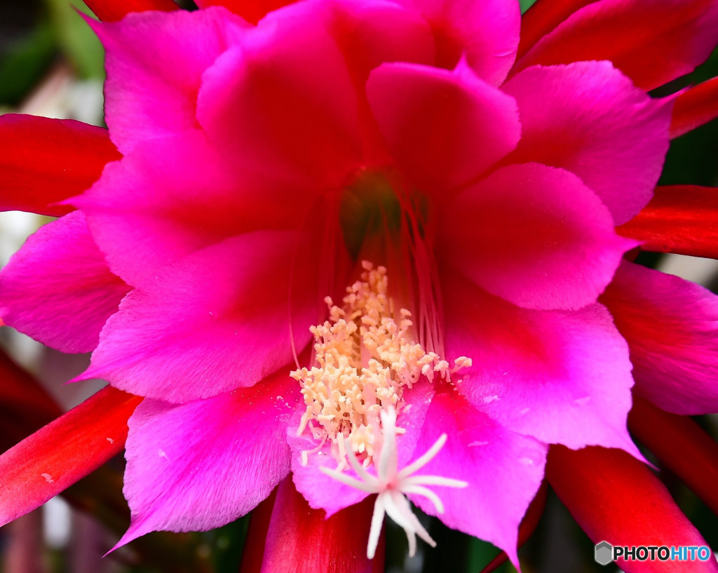 赤いサボテンの花が咲きました 21 367 By M A K P 70 Id 写真共有サイト Photohito