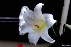 庭に咲いたゆりの花