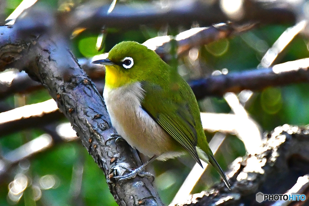 野山の鳥  21-320  メジ君  