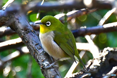 野山の鳥  21-320  メジ君  