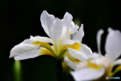 庭に咲いた白アヤメの花  21-289